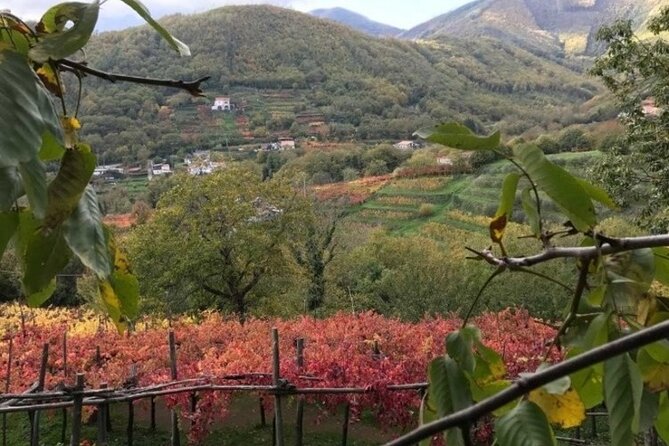Tenuta San Francesco Wine Tasting - Why Tramonti is the right setting for this wine visit