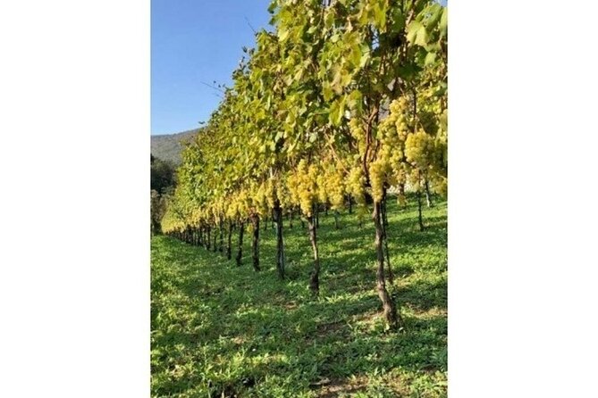 Tenuta San Francesco Wine Tasting - Entering the historic Masseria and cellar