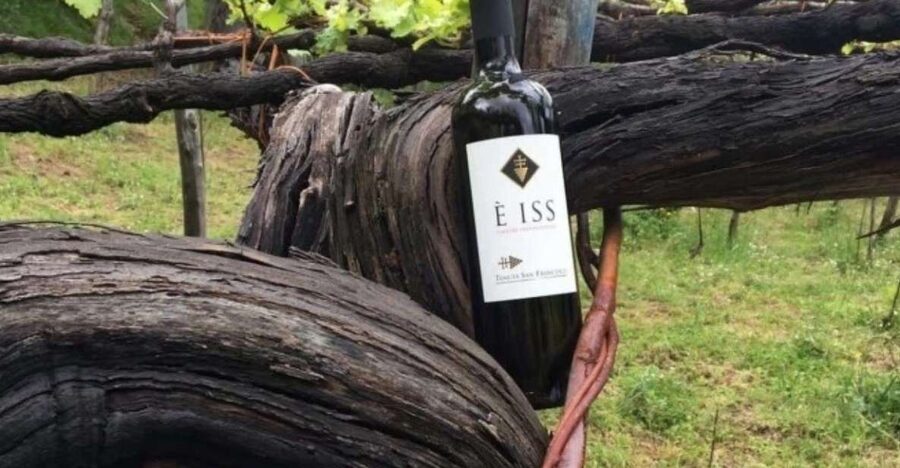 Tramonti: Tenuta San Francesco Wine Tasting - Walking through the 8.5-hectare vineyard