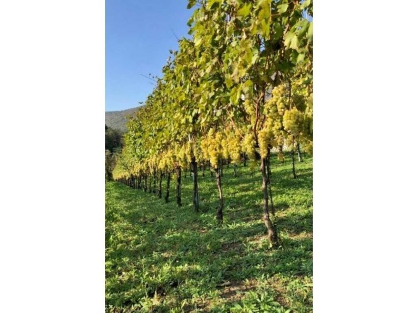 Tramonti: Tenuta San Francesco Wine Tasting - Seeing modern winemaking equipment in the cellar