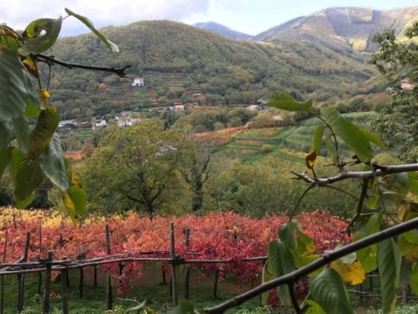 Tramonti: Tenuta San Francesco Wine Tasting - Practical timing and planning advice