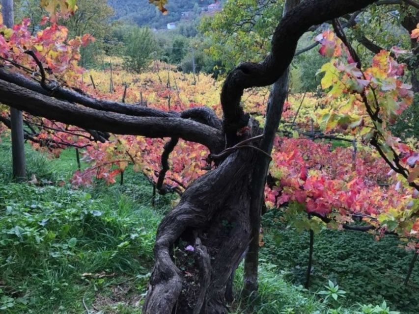 Tramonti: Tenuta San Francesco Wine Tasting - Should you book Tenuta San Francesco?