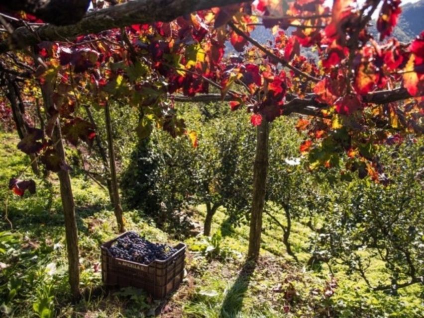 Tramonti: Vineyard & Winery Tour with Tasting & Appetizers - Key points to know before you book