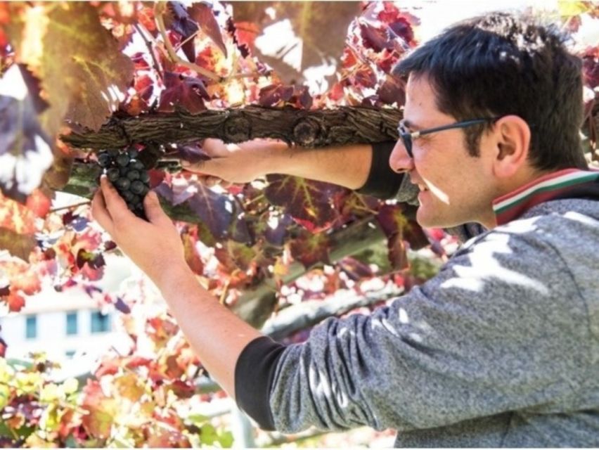 Tramonti: Vineyard & Winery Tour with Tasting & Appetizers - The Apicella family story and the 1977 turning point
