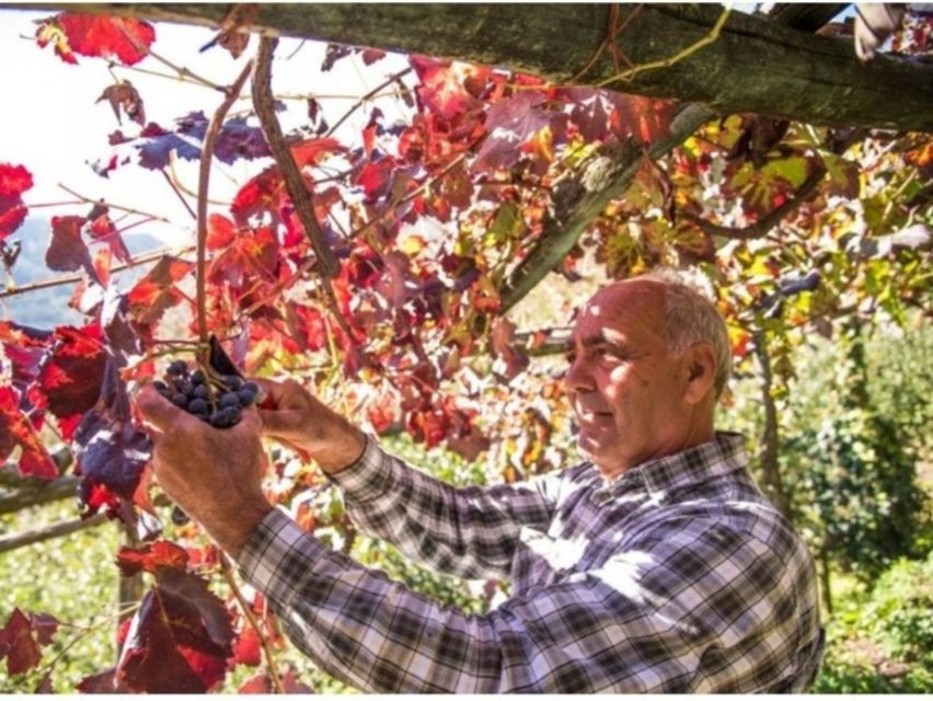 Tramonti: Vineyard & Winery Tour with Tasting & Appetizers - What the three-hour schedule feels like