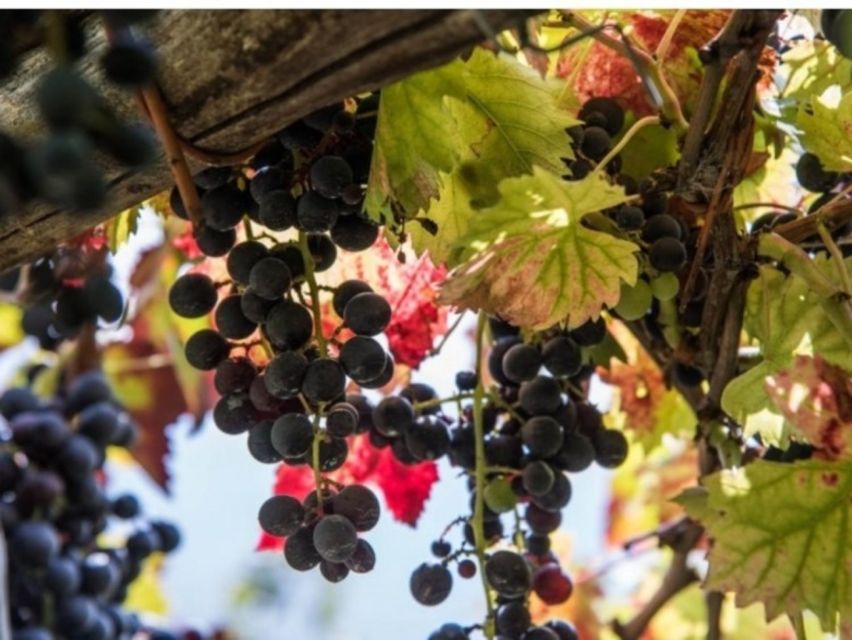 Tramonti: Vineyard & Winery Tour with Tasting & Appetizers - Language, guiding, and the quality of the explanation