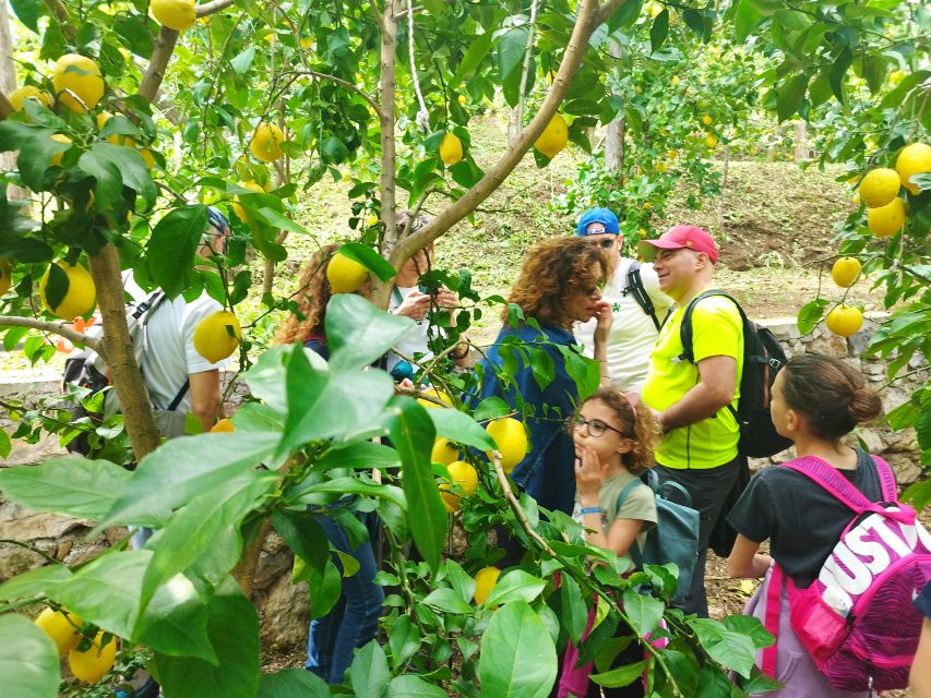 Trekking Lemon Tour - Who will enjoy this lemon grove hike