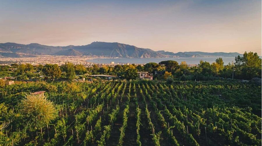 Vesuvio National Park: Wine Tasting & Tour with Light Lunch - Walking among vines on volcanic soil