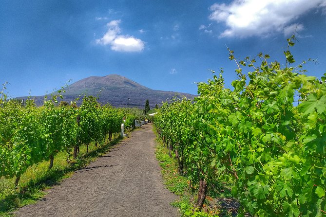 Vesuvius & Vineyard select from Sorrento - Lunch and Lacryma Christi wine