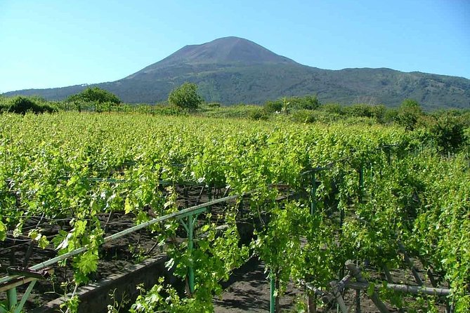 Vesuvius & Vineyard select from Sorrento - The return to Sorrento