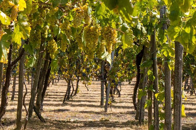 Vesuvius & Vineyard select from Sorrento - Who should book this excursion?