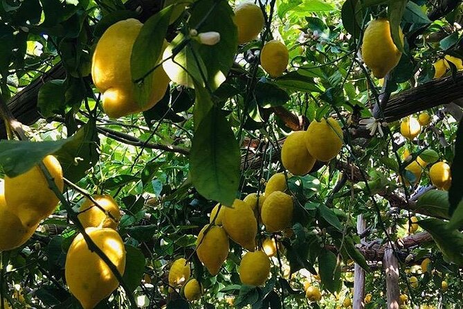 Walking tour from Minori to Maiori along the Path of the Lemons - San Michele Arcangelo and the view from Torre di Minori