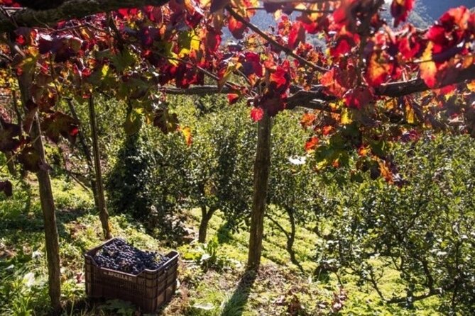 Wine tasting at the Apicella winery - The five-minute walk to A’ Scippata vineyard