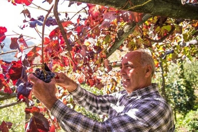 Wine tasting at the Apicella winery - Tasting Tramonti wine with local food