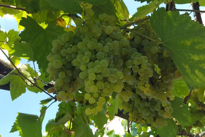 Wine Tour Experience for Family or friend's group - Key Points to Know